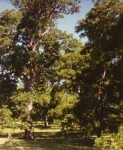 photo courtesy of Dohmann Pecan Farms, Alvin, TX