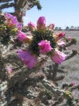 Bee-covered Chollo blooms
