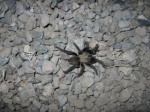 Tarantula!