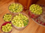Bartlett Pears