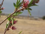 Apple blossoms Gravenstein apple blossoms