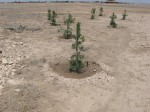Afghan Pines